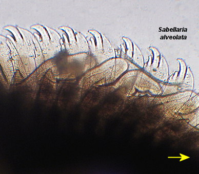 Sabellaria alveolata