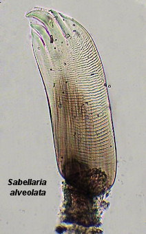 Sabellaria alveolata