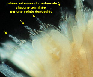 Sabellaria spinulosa
