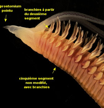 Scolelepis squamata