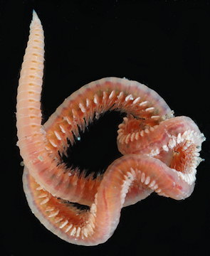 Scoloplos armiger
