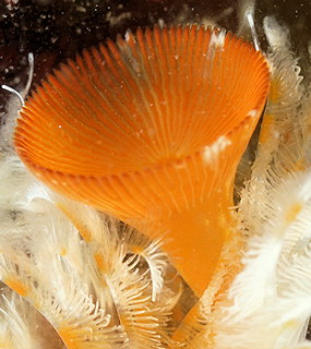 Serpula vermicularis