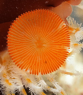 Serpula vermicularis