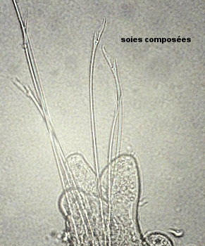 Sphaerodoridium