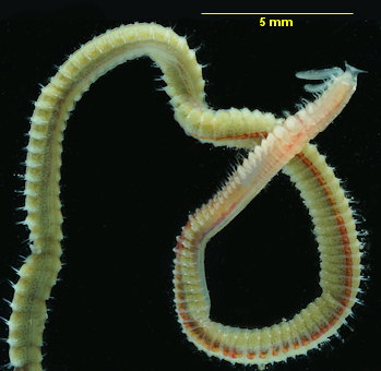Spiophanes bombyx
