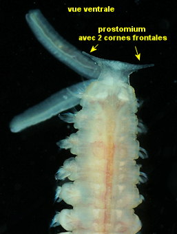 Spiophanes bombyx