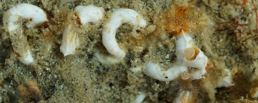Spirobranchus triqueter