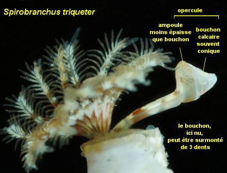 Spirobranchus triqueter