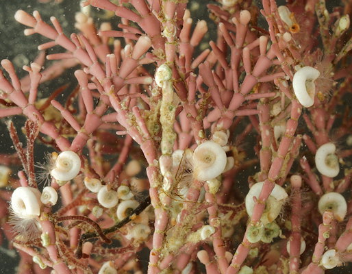 Spirorbis corallinae