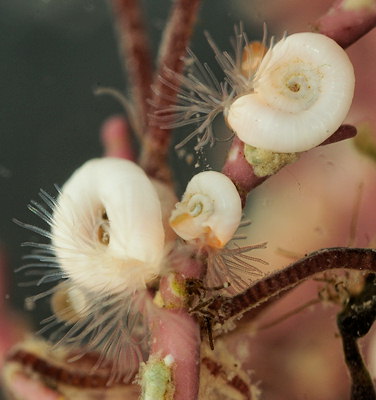 Spirorbis corallinae