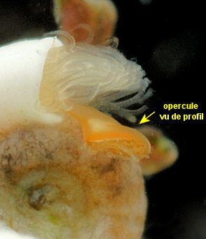 Spirorbis corallinae