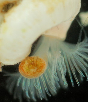 Spirorbis corallinae