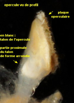 Spirorbis tridentatus