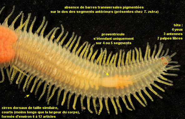 Pseudosyllis brevipennis