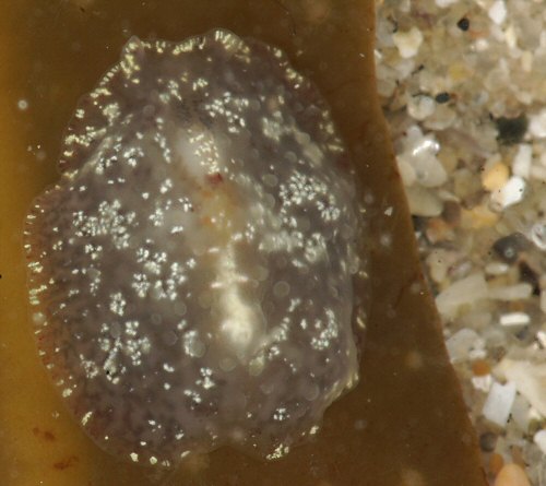 Cycloporus papillosus