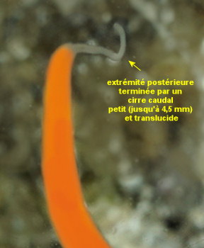 Leucocephalonemertes aurantiaca