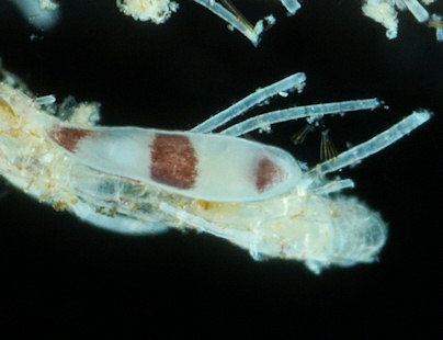 Plagiostomum vittatum