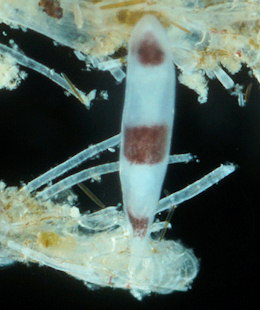 Plagiostomum vittatum