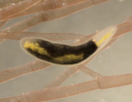 Polycystis naegelii ( confirmer)