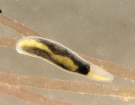 Polycystis naegelii ( confirmer)