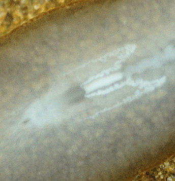 Stylochoplana maculata