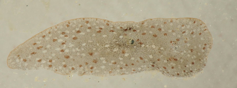 Comoplana agilis ( confirmer)