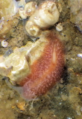 Stylostomum ellipse ( confirmer)