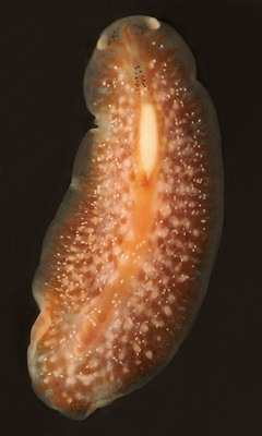 Stylostomum ellipse ( confirmer)