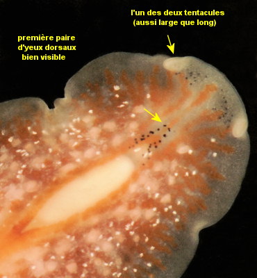 Stylostomum ellipse (à confirmer)