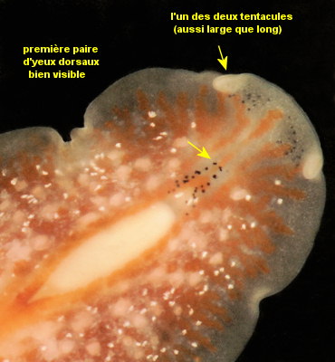 Stylostomum ellipse ( confirmer)