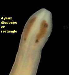 Tetrastemma vermiculus