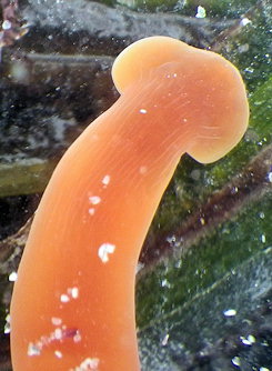 Tubulanus polymorphus