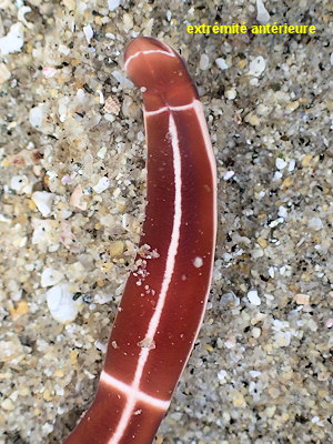 Tubulanus superbus