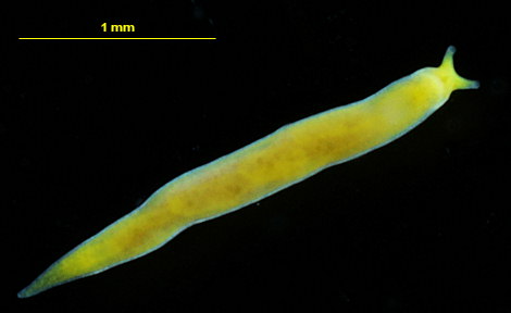 Vorticeros luteum ( confirmer)