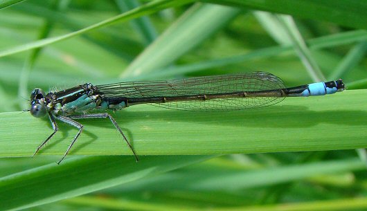 agrion lgant mle, 25 avril 2008