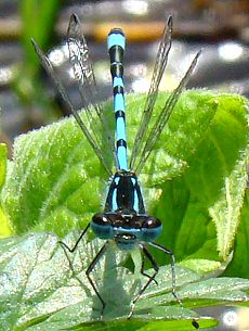 agrion joli