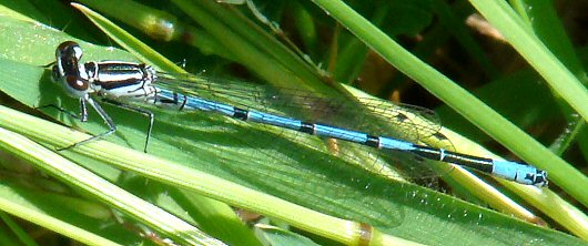 agrion jouvencelle mle, 28 avril 2008