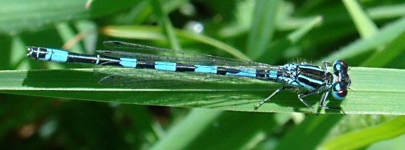 agrion de Mercure mle adulte, le 31 mai 2010