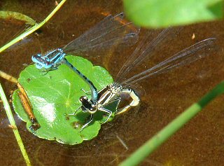 agrion de Mercure ponte 08 juin 2008