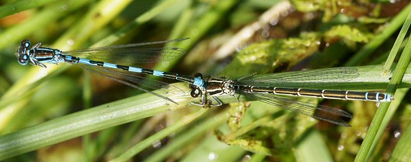 agrion de Mercure tandem