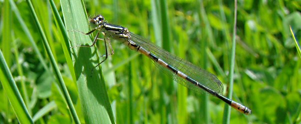 agrion mignon mle le 15 mai 2010