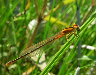 Agrion nain femelle le 10 aout 2011