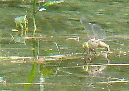 anax (napolitain?) femelle, ponte le 28 mai