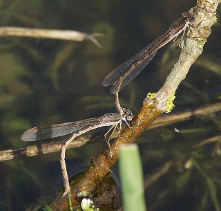 lestes bruns: ponte (25 avril 2008)