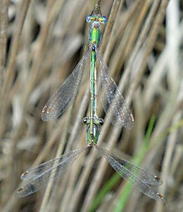 lestes verdoyants accouplement le 27 septembre 2009