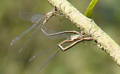 lestes verts: ponte le 9 novembre 2009