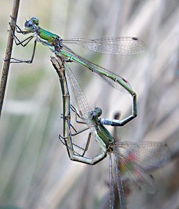 lestes verdoyants accouplement le 27 septembre 2009