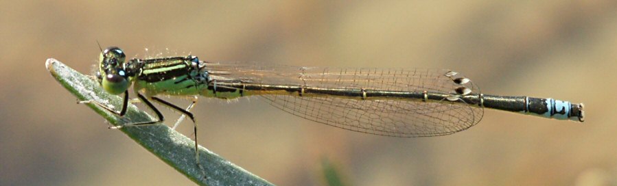 agrion nain, le 24 avril 2011