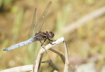 orthtrum bleuissant le 02 juillet 2011