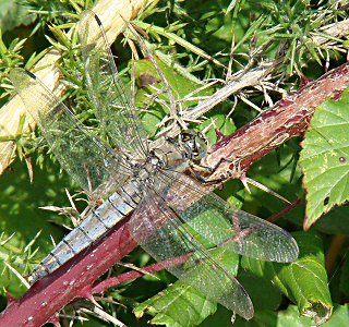 orthtrum rticul femelle le 26 septembre 2009